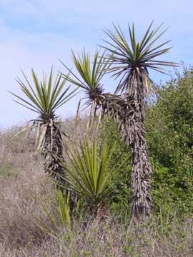 Yucca plant