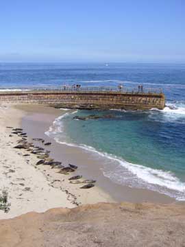 Harbor seals at Children's Pool