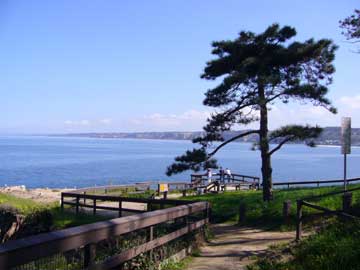 Torrey pine and viewing platform